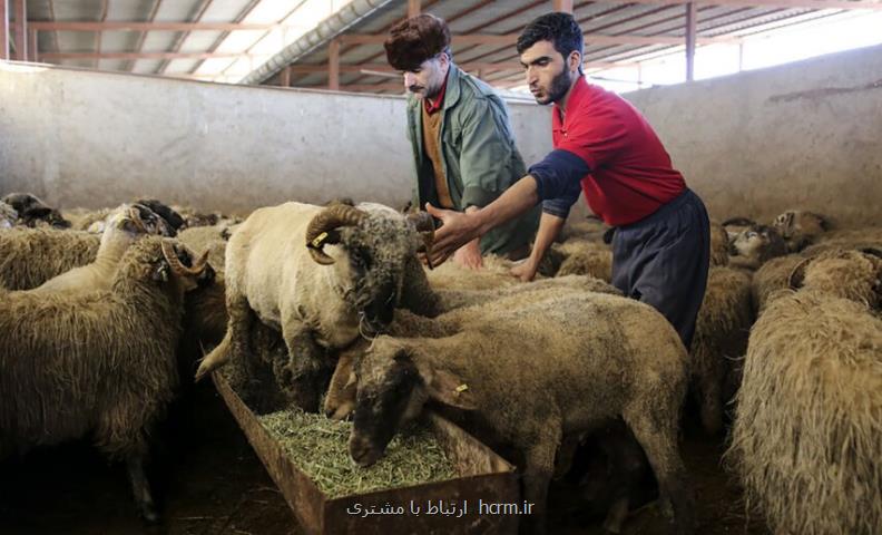 قیمت جدید دام زنده