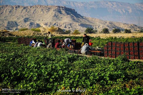 فعالیت ۱۷۵ تعاونی زنان روستایی در کشور