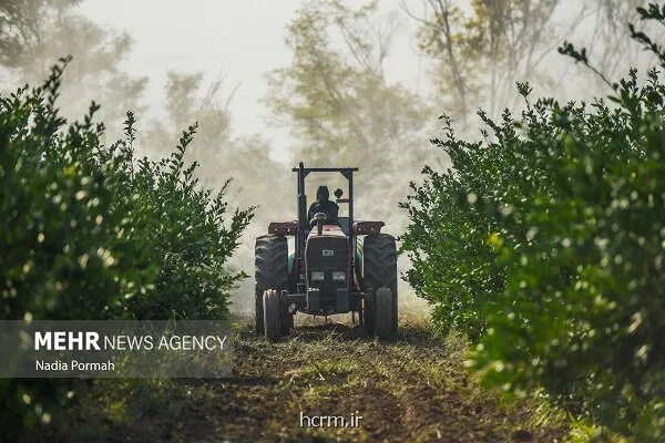 سهم ۱۴ و نیم درصدی بخش کشاورزی از اشتغال کشور