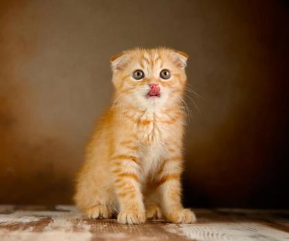 گربه پرشین كلاسیك