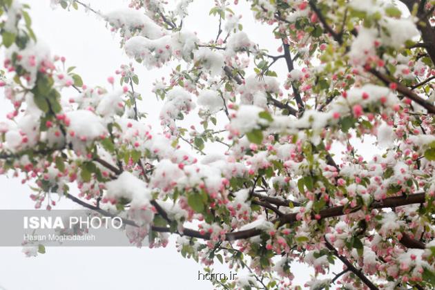 بارش های زمستانه امیدبخش است؟ بارش های زمستانه امیدبخش است؟