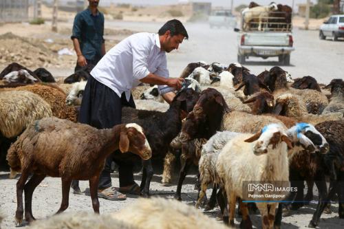 دام زنده ارزان گردید