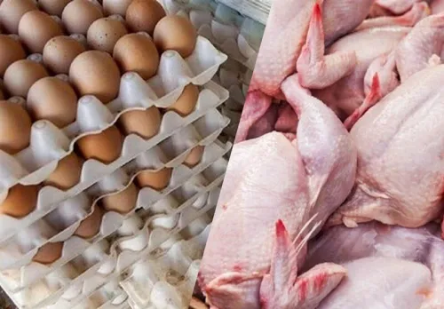 سقوط آزاد مصرف مرغ و تخم مرغ در کشور