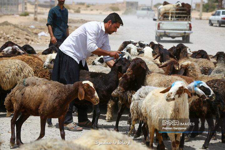 اعلام قیمت جدید دام زنده اعلام قیمت جدید دام زنده
