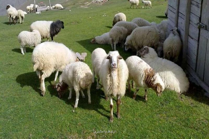 اعلام قیمت جدید دام زنده ۱۱ آبان ماه ۱۴۰۴