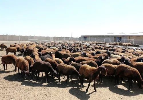 قیمت جدید دام زنده