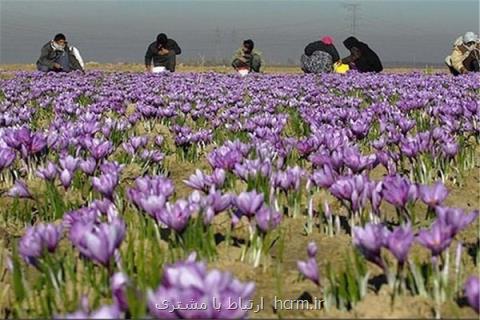 پشت پرده توسعه كشت زعفران در افغانستان