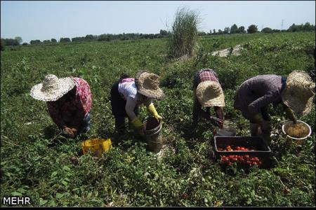افت مشاغل كشاورزی در ۱۴ سال قبل