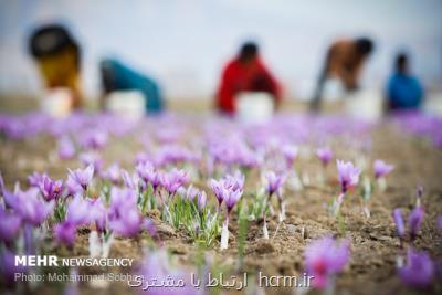 زعفران ایران را ۳۰۰ دلار می خرند ۷۰۰۰ دلار می فروشند